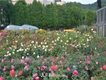花開(kāi)華南地區(qū)，哪些月季品種，征服了廣州這片“熱土”？