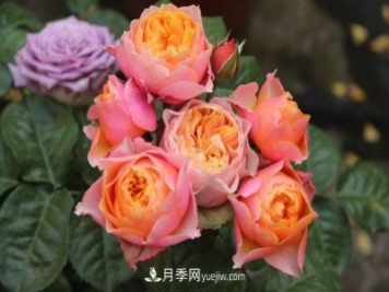 月季長(zhǎng)勢(shì)差，注意這三個(gè)小細(xì)節(jié)，很快就爆盆