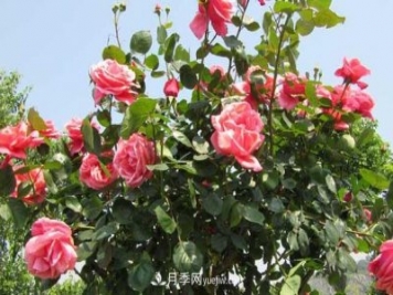 超微型月季嫁接樹狀月季芽點(diǎn)數(shù)量的選擇