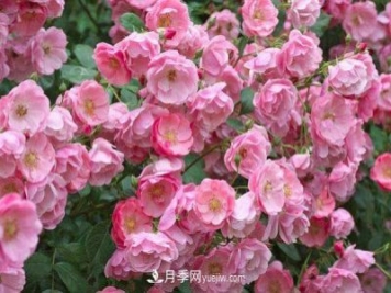 安吉拉月季的優(yōu)缺點是什么？安吉拉養(yǎng)殖辦法