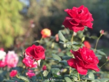 秋日暖陽(yáng)花盛開，來(lái)上海濱江森林公園看金秋最美月季花