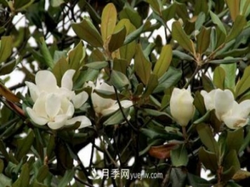 南召?gòu)V玉蘭樹(shù)種植方法，適合種植在家里嗎