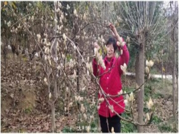 南陽(yáng)南召皇后鄉(xiāng)：辛夷苗木成為脫貧路上“搖錢樹”