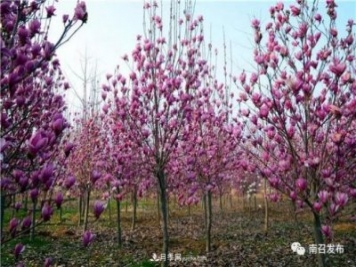 南陽(yáng)南召縣：“中國(guó)玉蘭之鄉(xiāng)”花木分外香