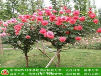 樹狀月季，藤本月季，大花月季，貨源充足價格合理