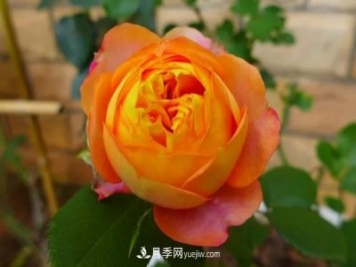 專屬12星座的月季花，你的星座是什么月季