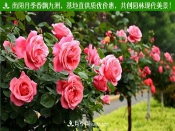 平頂山樹狀月季，平頂山樹狀月季批發(fā)，基地現(xiàn)挖線賣