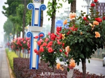 河北北京天津樹(shù)狀月季成風(fēng)景線，四季應(yīng)該怎么養(yǎng)護(hù)？