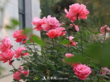 初冬，洛陽(yáng)師范學(xué)院留得月季獨(dú)艷