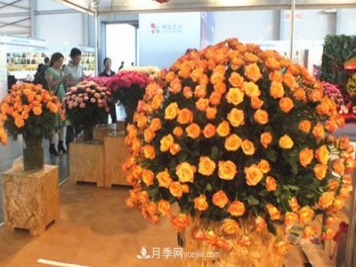 2020年云南“10大名花”千萬元獎勵，多個月季種苗獲獎