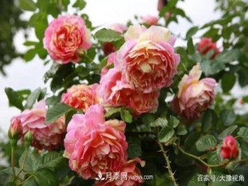 河南省各市市花，洛陽牡丹最出名，月季最受歡迎