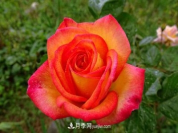 花魂月季的優(yōu)缺點是什么？