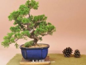 中國十大盆景排名，名貴盆景有哪些？