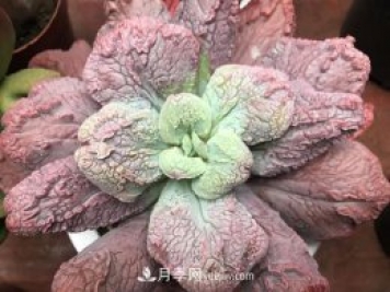 十大最丑多肉，你見過哪幾種？