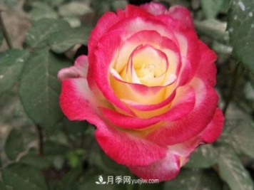 香水月季的栽培方法有哪些？