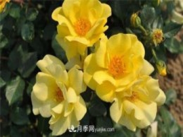 月季水插繁殖如何操作？