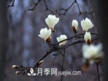 南召白玉蘭，廣玉蘭，紫玉蘭有什么區(qū)別，種植方法有哪些？