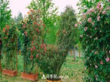 淮安市花月季為什么這樣“紅”？