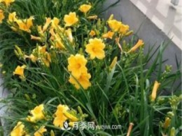 張家口適合養(yǎng)月季花，市花和市樹是什么