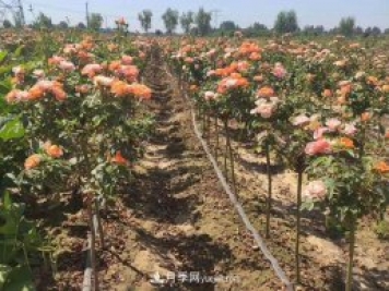 棒棒糖月季樹和樹樁月季有什么區(qū)別？