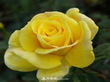 大花月季播種育苗前需要準(zhǔn)備哪些內(nèi)容？