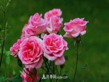 中國(guó)月季（國(guó)月）的魅力，南陽(yáng)是中國(guó)月季核心原產(chǎn)地