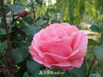 月季施肥和打藥要錯(cuò)開(kāi)時(shí)間嗎 可以同時(shí)使用