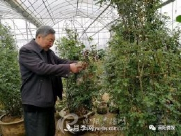 南陽月季大師——蘇金朋