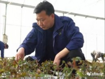 南陽月季大師——趙磊