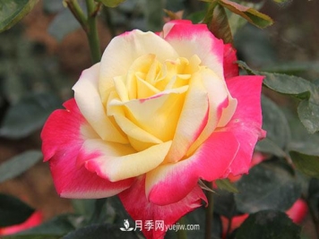 大花月季，大花月季批發(fā)基地