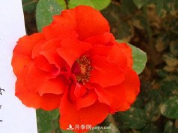 月季花怎么種植？下面講述月季更接地氣的種植方法