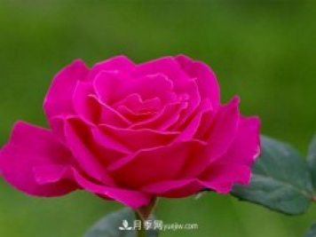月季小苗到手后該怎么上盆呢？這個(gè)我們需要根據(jù)實(shí)際情況來進(jìn)行。