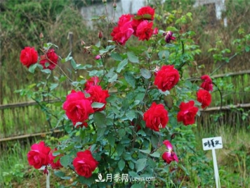 四季濃香蔓玫月季的優(yōu)缺點(diǎn)是什么？