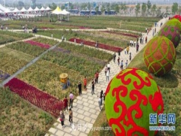 回顧記錄，中國(guó)月季展覽會(huì)花開(kāi)阜陽(yáng)
