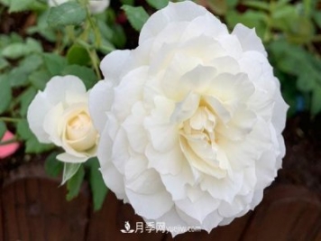 心之水滴月季，白色的切花月季推薦