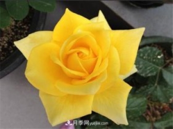 5種高顏值黃色系月季，漂亮又好養(yǎng)
