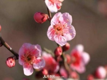 淮北市的市花是什么？月季花的花語寓意