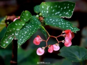 網(wǎng)紅花卉之鱒魚秋海棠，葉奇花美，如何進(jìn)行日常養(yǎng)護(hù)