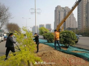 新鄉(xiāng)道路綠化升級喜現(xiàn)彩色樹，樹狀月季來了