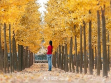 2021綠化苗木行業(yè)兩極分化加劇 你是哪一級？