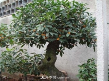 南陽四季桂栽培五要點