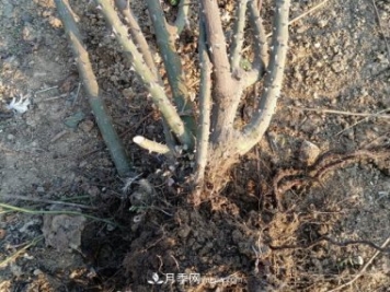 月季裸根大苗，品種多，適合工程和花友種植