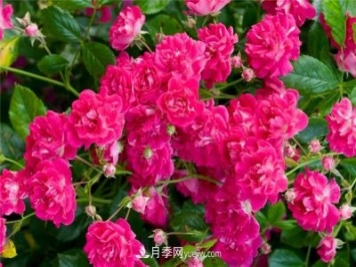 超級?？巳麪査_月季