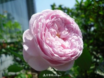 歐月月季種一棵長(zhǎng)一片，陽(yáng)臺(tái)庭院都能養(yǎng)，見(jiàn)過(guò)的人都喜歡