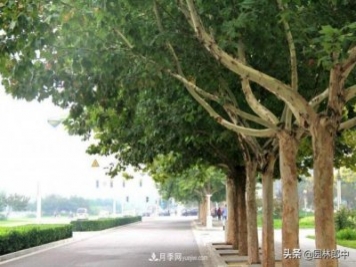 園林綠化中常用的法國梧桐，與古人詩詞中的梧桐是一種樹么？