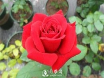 月季水扦插你真的知道嗎？詳細的水扦教程