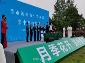 宜昌枝江：曹店月季花節(jié)開幕，招客商促鄉(xiāng)村振興