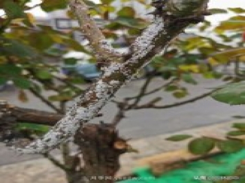 樹(shù)狀月季枝干上有許多小白點(diǎn)，可能是桑盾蚧在危害