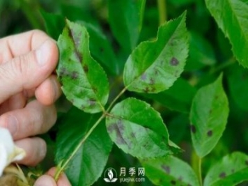 注意！夏秋大雨過(guò)后極易誘發(fā)月季黑斑病
