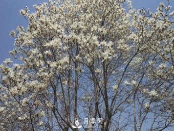 白玉蘭樹(shù)越冬防寒工作是怎樣的？